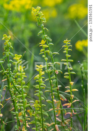 Lysimachia vulgaris flourishing with vibrant yellow flowers near a water source in a natural setting during late spring Lysimachia vulgaris flourishing with vibrant yellow flowers near a water source in a natural setting during late spring 138561591