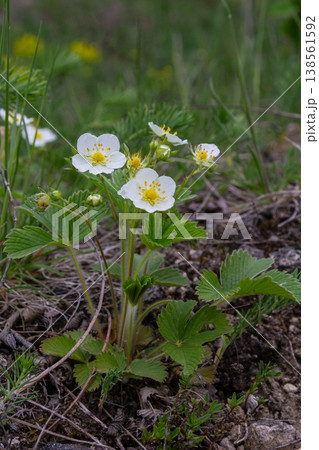 Creamy strawberry with white flowers and trifoliate leaves thriving in natural habitat during spring season Creamy strawberry with white flowers and trifoliate leaves thriving in natural habitat during spring season 138561592