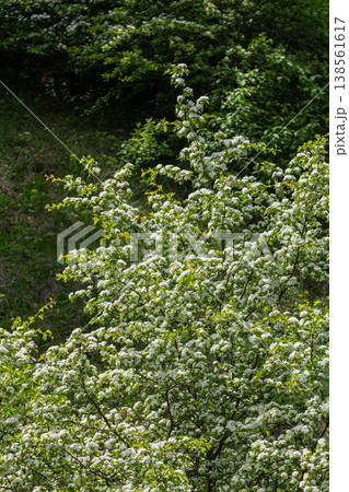 Common hawthorn shrub in full bloom with white flowers surrounded by lush greenery in a sunny spring afternoon 138561617