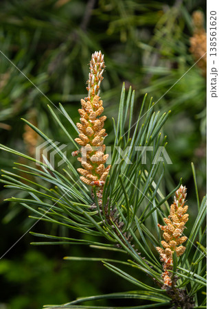 Scots pine presents female and male cones among vibrant green needles in a natural setting during springtime Scots pine presents female and male cones among vibrant green needles in a natural setting during springtime 138561620