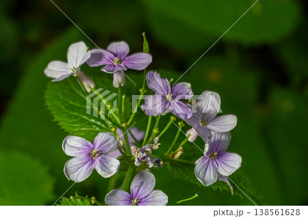 Lunaria rediviva blooms in a lush forest habitat during spring showcasing delicate purple flowers and vibrant green foliage 138561628