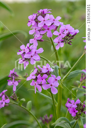 Colorful display of Hesperis matronalis blooming in a lush green field during spring season 138561631