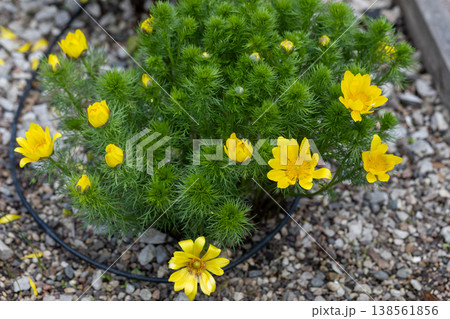 Adonis vernalis is a Pheasant's Eye with yellow flowers in rock garden Adonis vernalis is a Pheasant's Eye with yellow flowers in rock garden 138561856