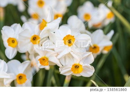 Narcissus Geranium blossoms in the garden in spring 138561860