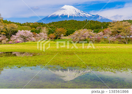 (静岡県)大渕公園の桜と富士山 水面に映る逆さ富士 (静岡県)大渕公園の桜と富士山 水面に映る逆さ富士 138561866