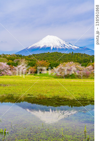 (静岡県)大渕公園の桜と富士山 水面に映る逆さ富士 (静岡県)大渕公園の桜と富士山 水面に映る逆さ富士 138561868