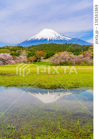 （静岡県）大渕公園の桜と富士山　水面に映る逆さ富士 138561869