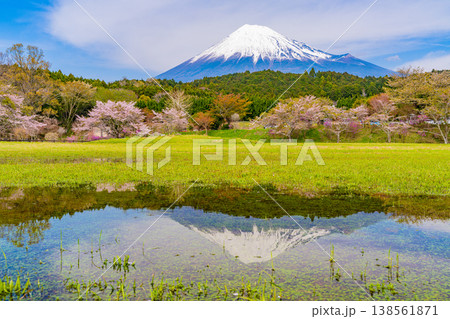（静岡県）大渕公園の桜と富士山　水面に映る逆さ富士 138561871