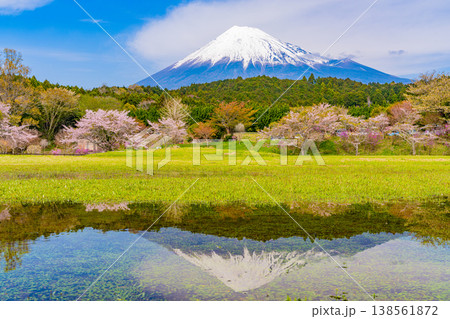（静岡県）大渕公園の桜と富士山　水面に映る逆さ富士 138561872