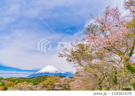 (静岡県)大渕公園の桜と富士山 水面に映る逆さ富士 (静岡県)大渕公園の桜と富士山 水面に映る逆さ富士 138561878