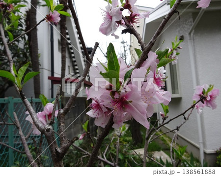 アーモンド東京でも開花しました アーモンド東京でも開花しました 138561888