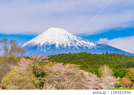 （静岡県）大渕公園の満開の桜と富士山 138561956