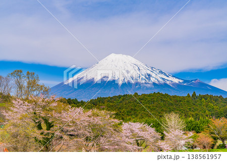 （静岡県）大渕公園の満開の桜と富士山 138561957