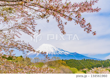 (静岡県)大渕公園の満開の桜と富士山 (静岡県)大渕公園の満開の桜と富士山 138561960