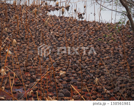 枯れ落ちた大量の蓮の花 枯れ落ちた大量の蓮の花 138561981