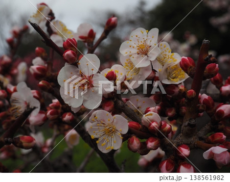 白い梅の花 白い梅の花 138561982