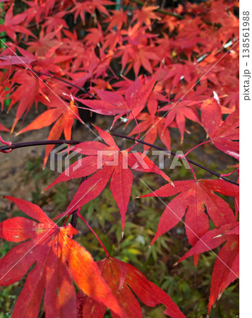 It's a red maple tree. 138561988