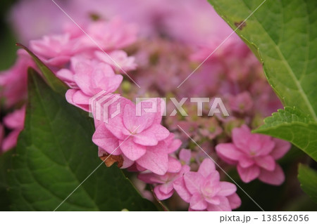 花 138562056