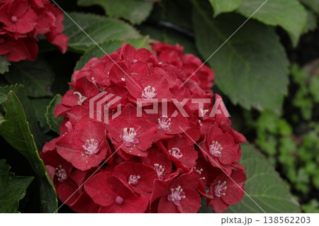 紫陽花 紫陽花 138562203