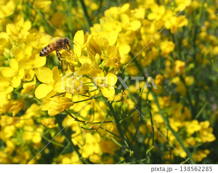 黄色いアブラナの花にとまったミツバチ（早春の香長平野の菜の花畑） 138562285