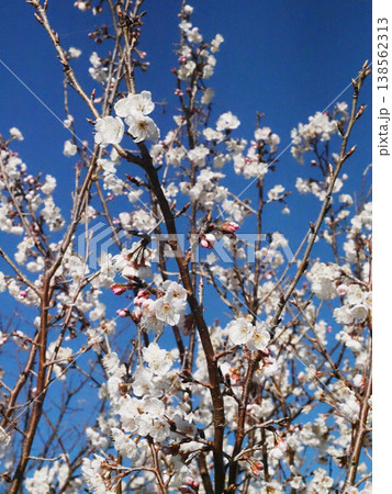 早春の青空と花とつぼみをつけた桜の枝（日ざしを浴びたシナミザクラ） 138562313