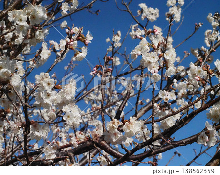 早春の青空と咲き始めた桜（日ざしを浴びたシナミザクラ） 138562359