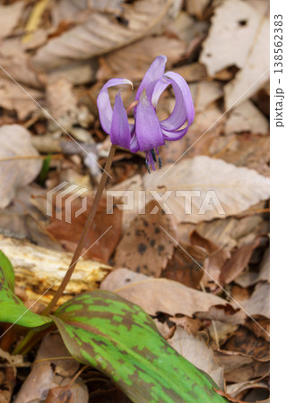 カタクリの花の蜜を吸うミツバチ 138562383