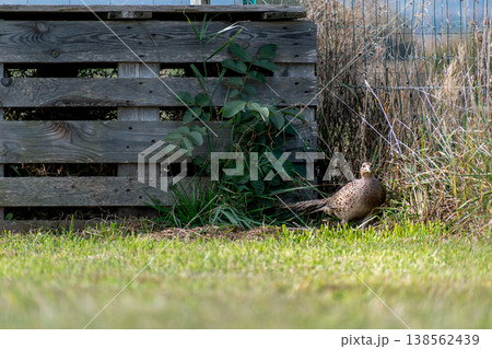 Pheasant female walking on a grass field, phasianus colchicus 138562439
