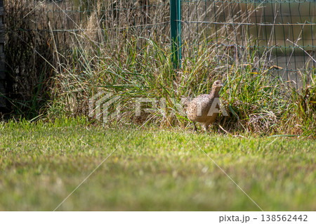 Pheasant female walking on a grass field, phasianus colchicus Pheasant female walking on a grass field, phasianus colchicus 138562442
