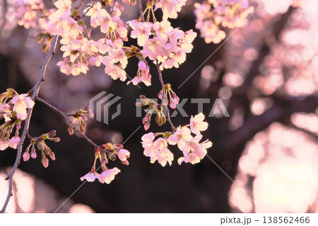 柔らかな光に包まれる桜の花：マジックアワーの春の彩り 138562466