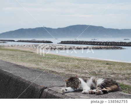防波堤の野良猫 138562755