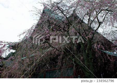 千葉県君津市　鹿野山神野寺・本堂後方の枝垂桜 138562796