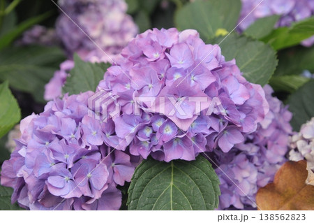 花 花 138562823