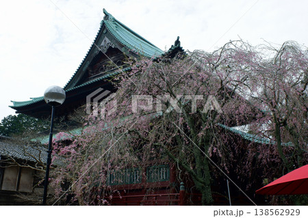 千葉県君津市　鹿野山神野寺・本堂後方の枝垂桜 138562929
