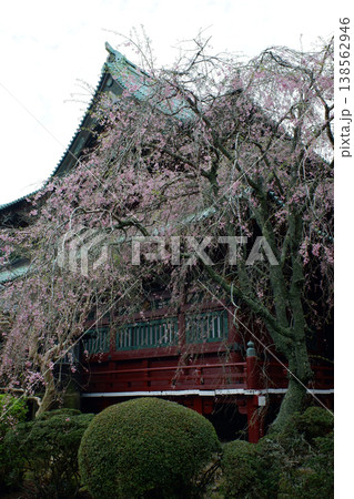 千葉県君津市 鹿野山神野寺・本堂後方の枝垂桜 千葉県君津市 鹿野山神野寺・本堂後方の枝垂桜 138562946
