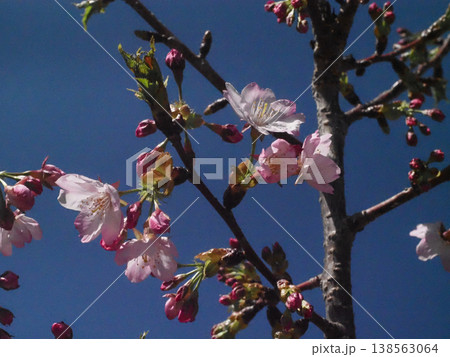 青空と木漏れ日を浴びたピンクのサクラ(花とつぼみをつけた公園の河津桜) 青空と木漏れ日を浴びたピンクのサクラ(花とつぼみをつけた公園の河津桜) 138563064