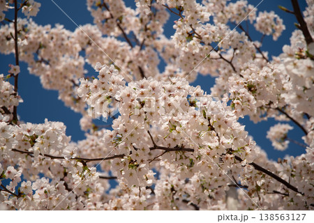 満開の桜(桜・花・春イメージ) 満開の桜(桜・花・春イメージ) 138563127