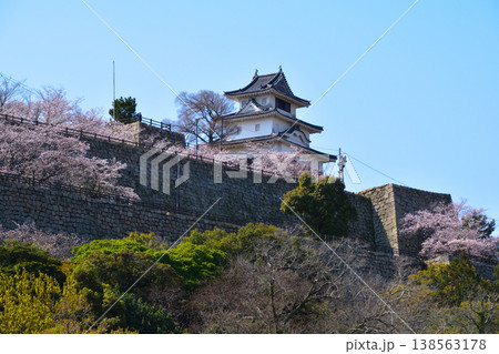 春　桜　丸亀城　 138563178