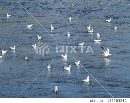 花見川河口の冬の渡り鳥ユリカモメ 138563212