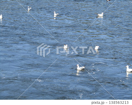 花見川河口の冬の渡り鳥ユリカモメ 138563213