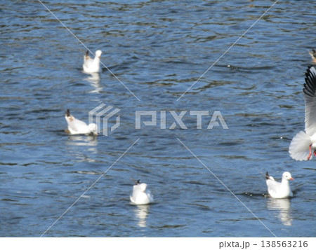 花見川河口の冬の渡り鳥ユリカモメ 138563216