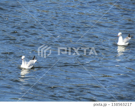 花見川河口の冬の渡り鳥ユリカモメ 138563217