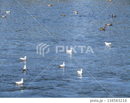 花見川河口の冬の渡り鳥ユリカモメ 138563218
