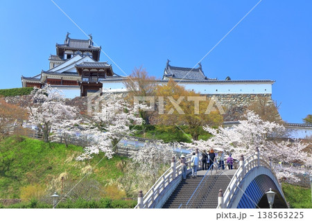 【京都府】桜が満開の福知山城と昇龍橋 138563225