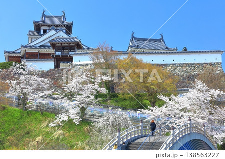 【京都府】桜が満開の福知山城と昇龍橋 138563227