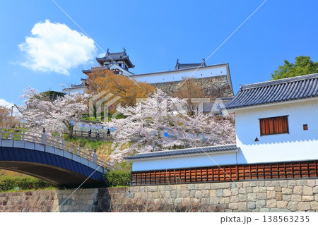 【京都府】桜が満開の福知山城 【京都府】桜が満開の福知山城 138563235