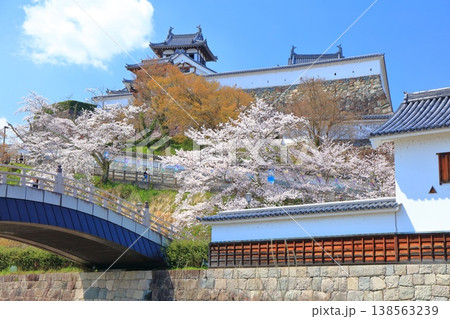 【京都府】桜が満開の福知山城 【京都府】桜が満開の福知山城 138563239