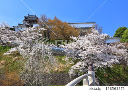 【京都府】桜が満開の福知山城 【京都府】桜が満開の福知山城 138563273