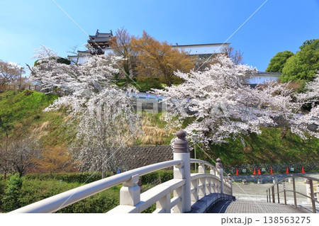 【京都府】桜が満開の福知山城と昇龍橋 【京都府】桜が満開の福知山城と昇龍橋 138563275