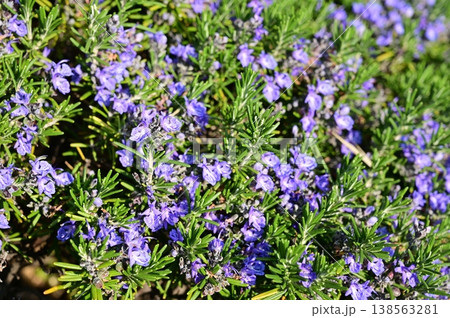 ローズマリー（シソ科）アキギリ属 138563281